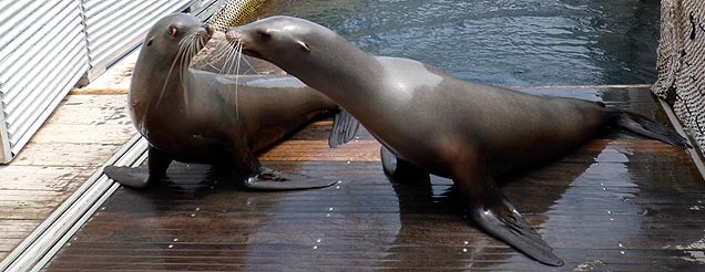sea mammal image