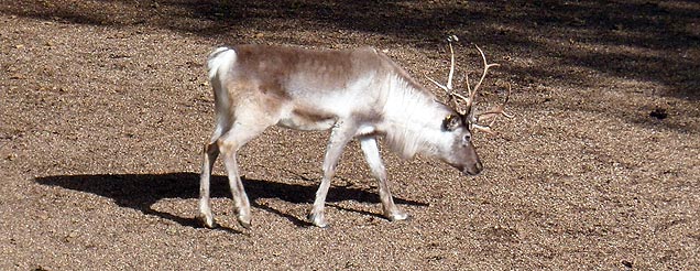 deer image