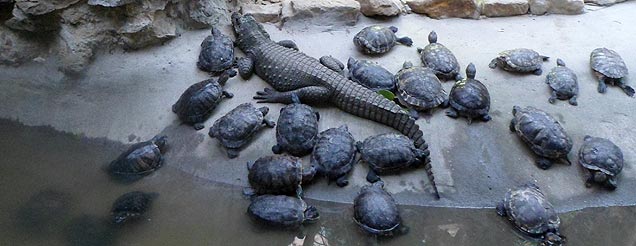 Terrapins image