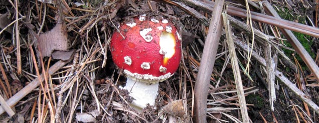 Mushroom Image