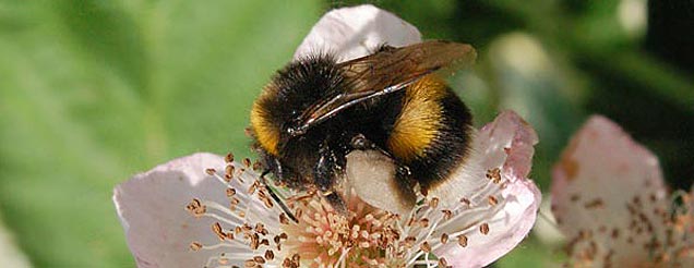 bee image