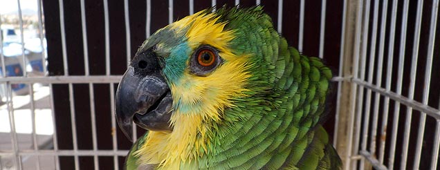 parrot image